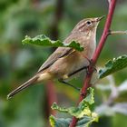 Zilpzalp(Phylloscopus collybita)