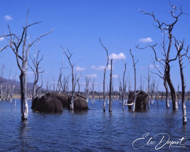 Zimbabwe, Elephants playing in the Lake by Bulaweo..