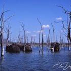 Zimbabwe, Elephants playing in the Lake by Bulaweo..