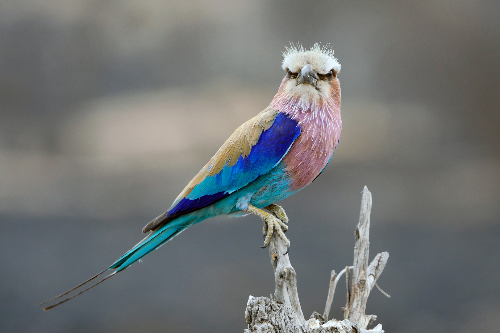 Zimbabwe, Hawange NP