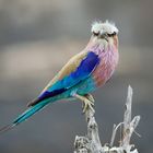 Zimbabwe, Hawange NP