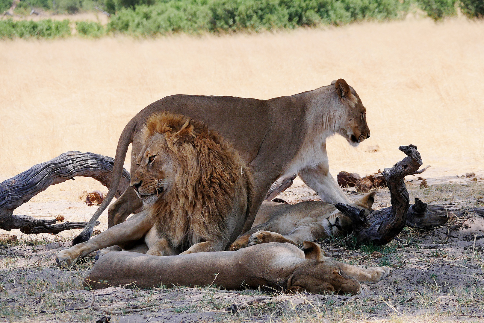 Zimbabwe, Hawange NP