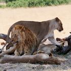 Zimbabwe, Hawange NP