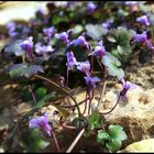 Zimbelkaut (Cymbalaria muralis)