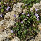 Zimbelkraut: Ein lila Mauerblümchen