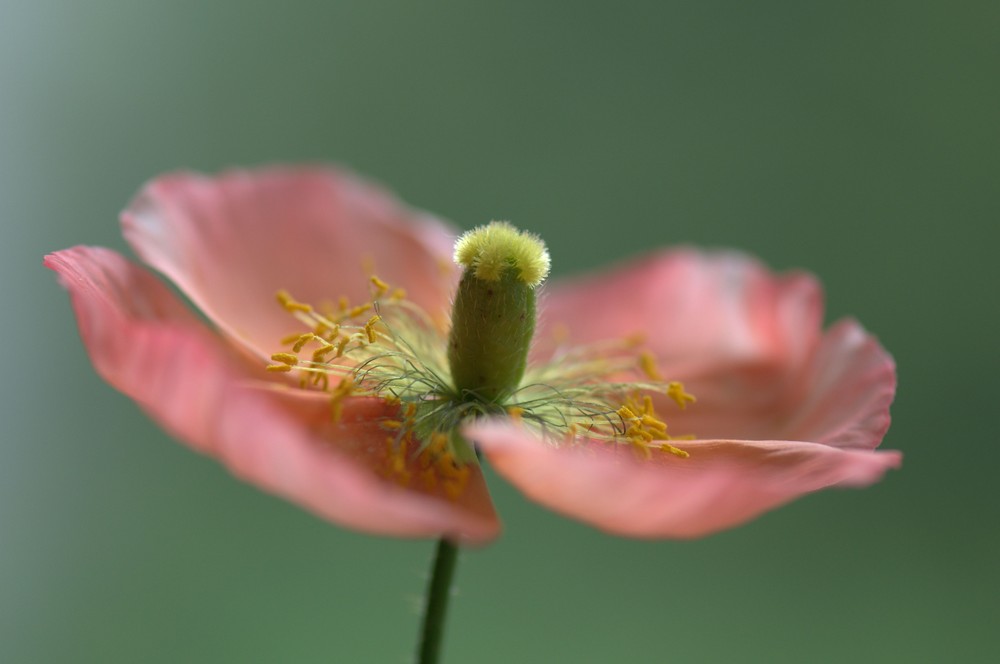 Zimmer - Mohn 1