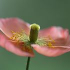 Zimmer - Mohn 1