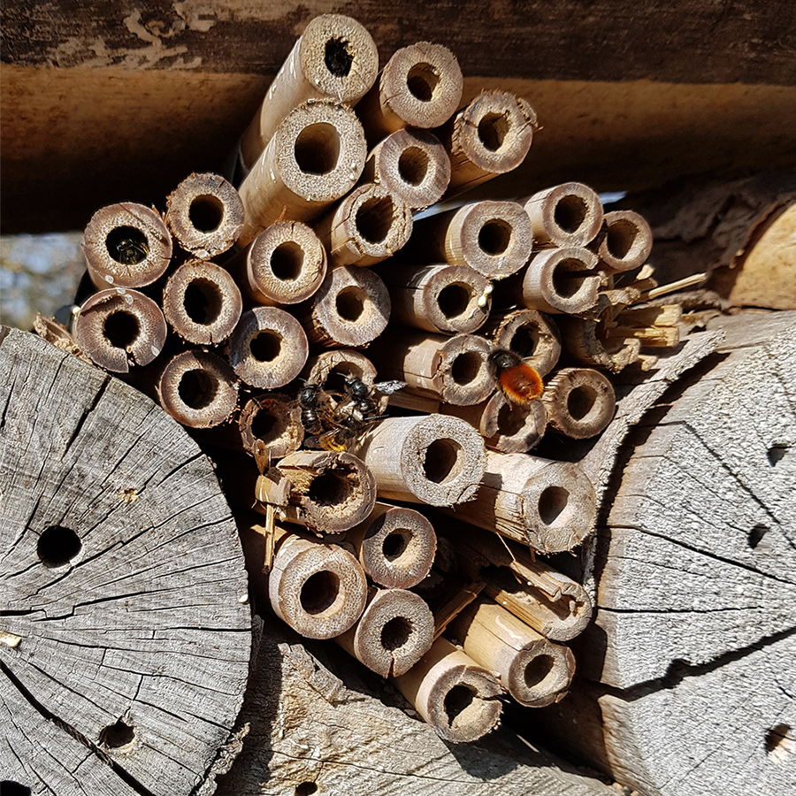 Zimmerbelegung im Insektenhotel