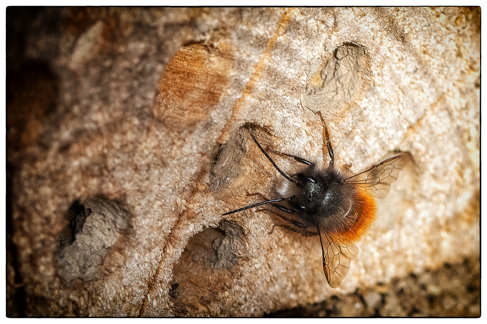 Zimmercheck am Insektenhotel