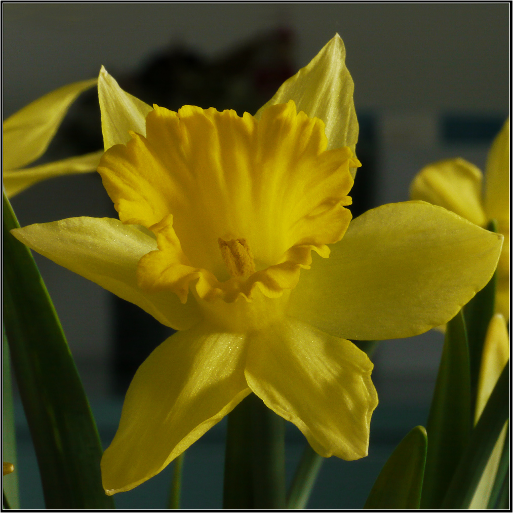 Zimmerfrühling