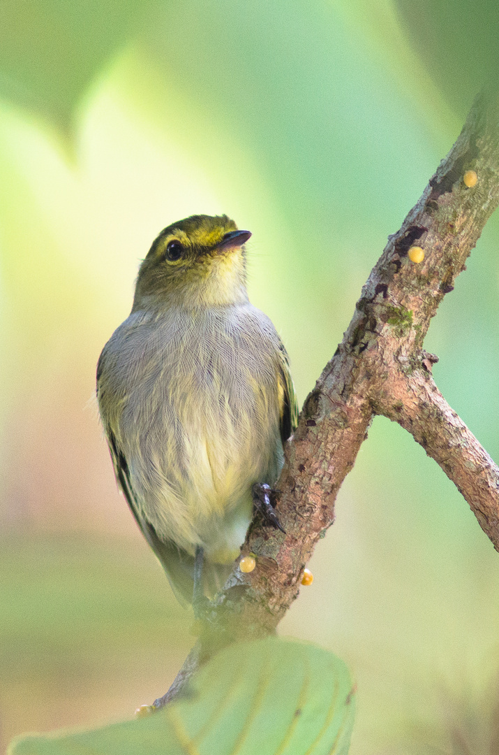 Zimmerius chrysops - Tiranuelo cejiamarillo/Mosquerito caridorado