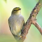 Zimmerius chrysops - Tiranuelo cejiamarillo/Mosquerito caridorado