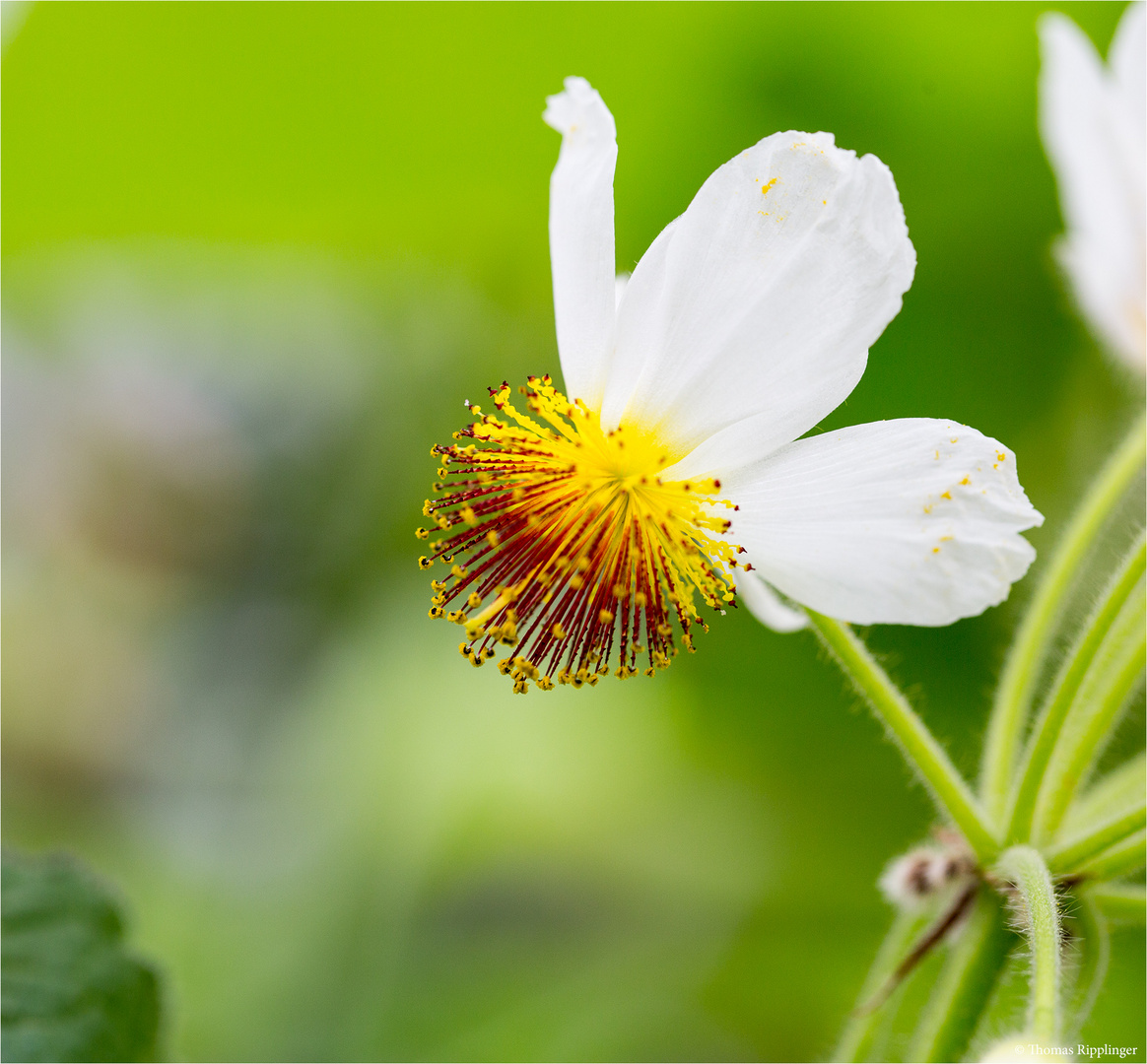 Zimmerlinde (Sparmannia africana)