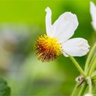 Zimmerlinde (Sparmannia africana)