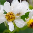 Zimmerlinde (Sparmannia africana)....