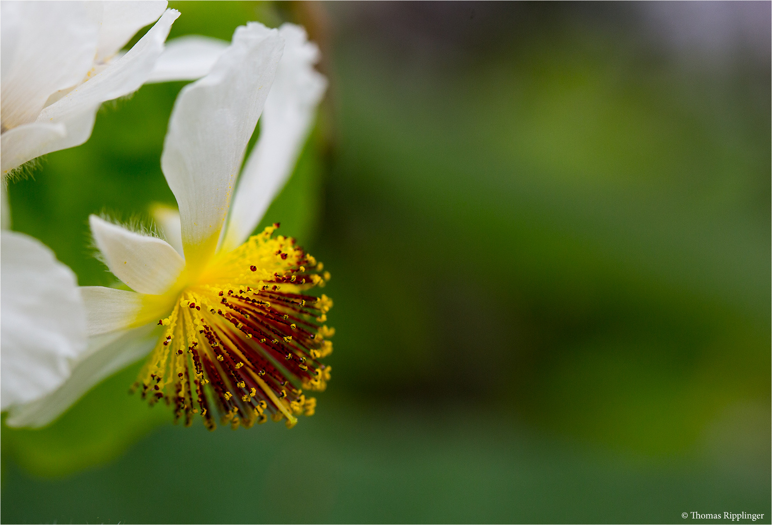 Zimmerlinde (Sparmannia africana).....