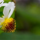 Zimmerlinde (Sparmannia africana).....