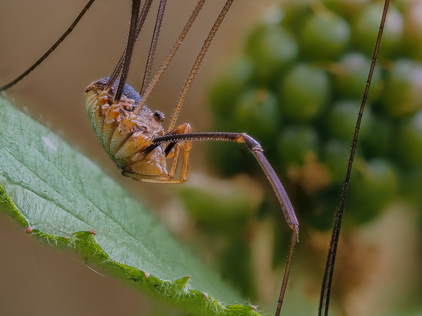 Zimmermann (Weberknecht) - Opiliones