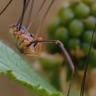 Zimmermann (Weberknecht) - Opiliones