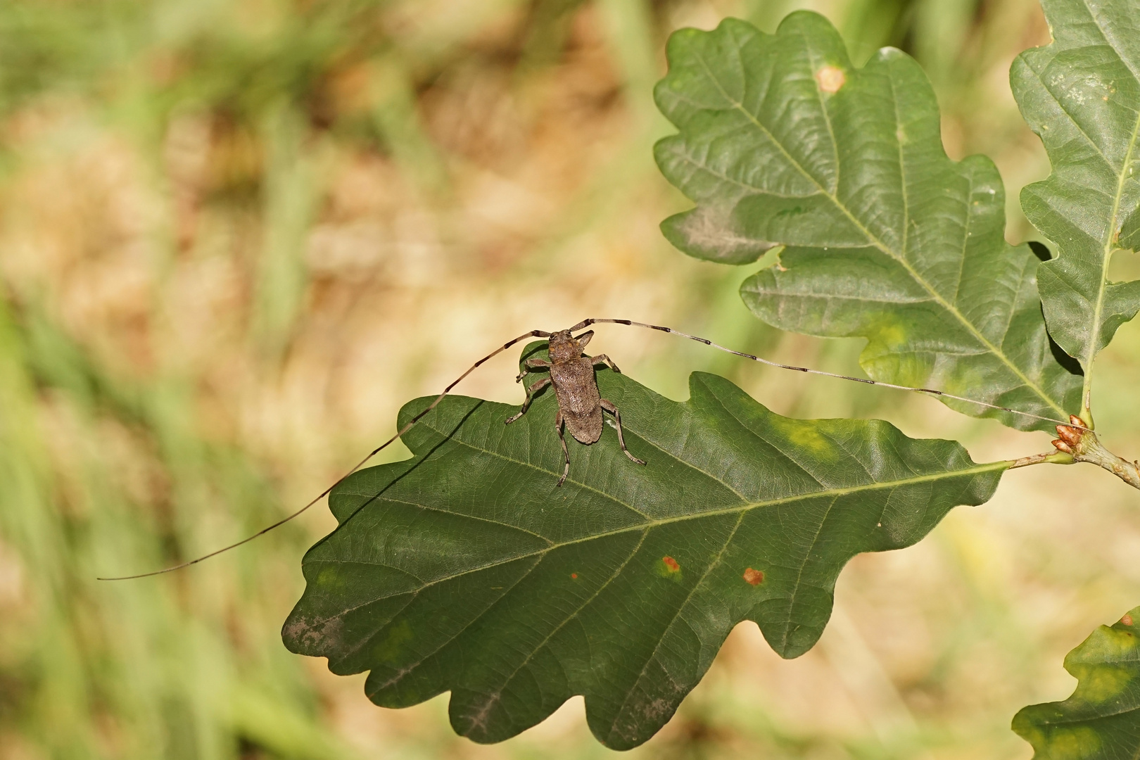 Zimmermannsbock (Acanthocinus aedilis)