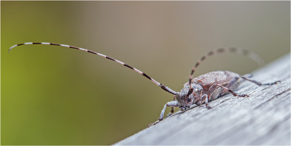 Zimmermannsbock (Acanthocinus aedilis)