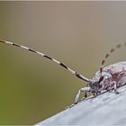 Zimmermannsbock (Acanthocinus aedilis)