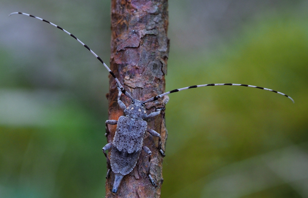 Zimmermannsbock, Weibchen (Acanthocinus aedilis)