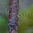 Zimmermannsbock, Weibchen (Acanthocinus aedilis)