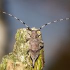 Zimmermannsbockkäfer - auch Schneiderbockkäfer genannt