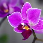 Zimmerpflanze - Orchidee 
