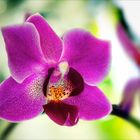Zimmerpflanze - Phalaenopsis 