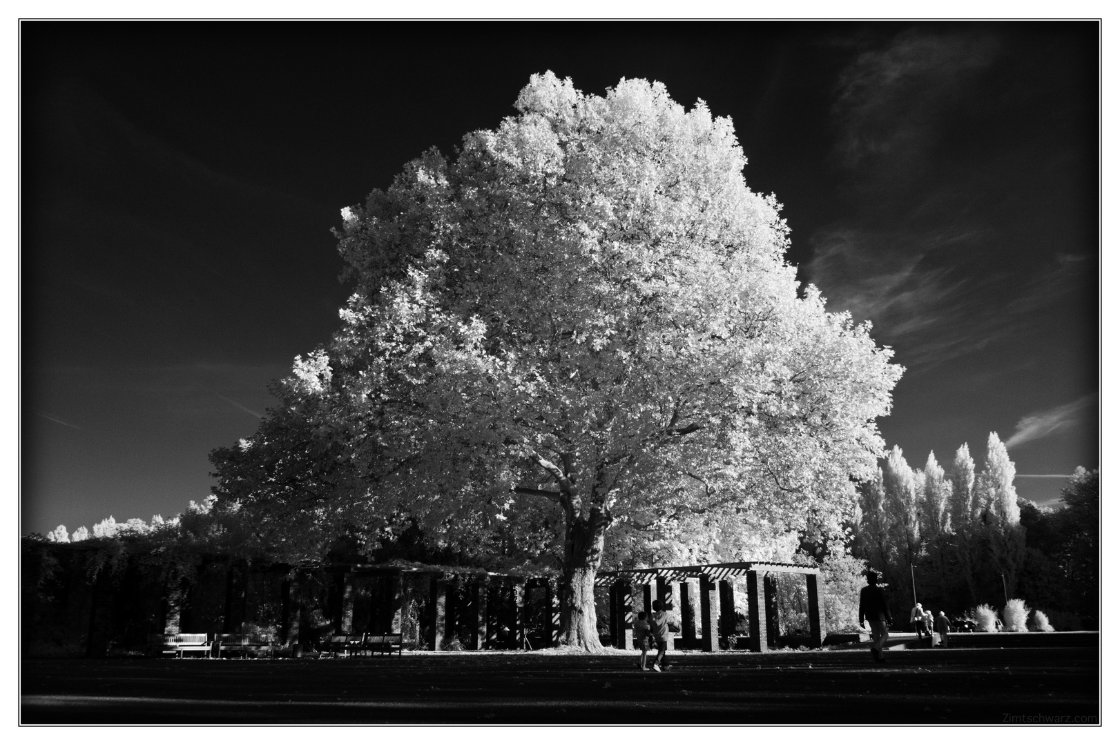 Zimt - Wieder ein Baum -