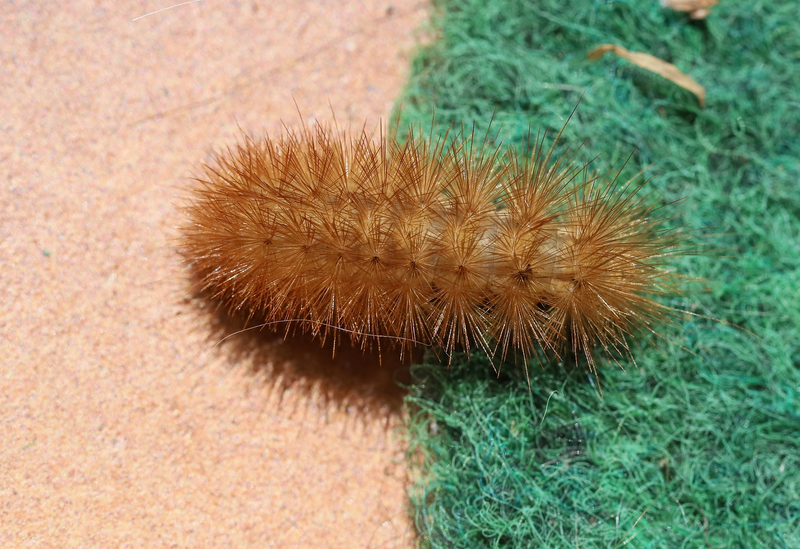 Zimtbär? Foto & Bild tiere, wildlife, insekten Bilder auf