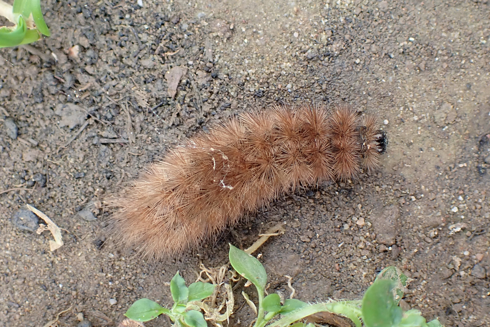 Zimtbär auf Wanderschaft