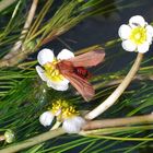 Zimtbär auf  Wasser-Hahnenfuß