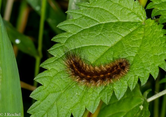 Zimtbär ( Phragmatobia fuliginosa )