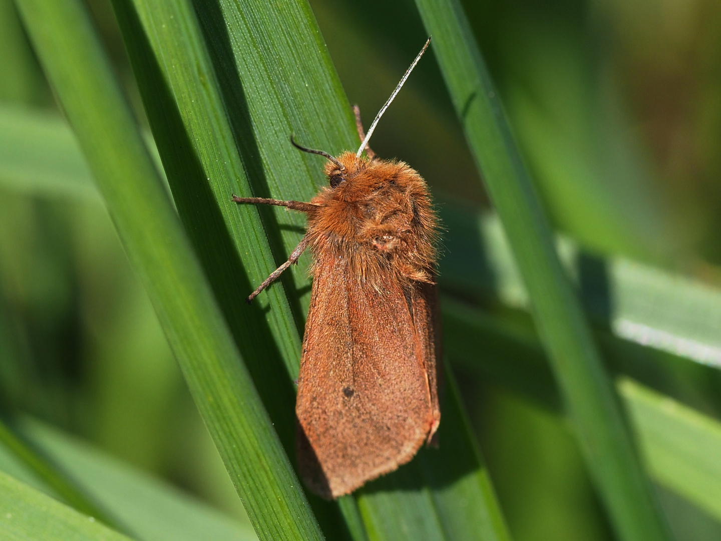 Zimtbär (Phragmatobia fuliginosa)