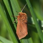 Zimtbär (Phragmatobia fuliginosa)