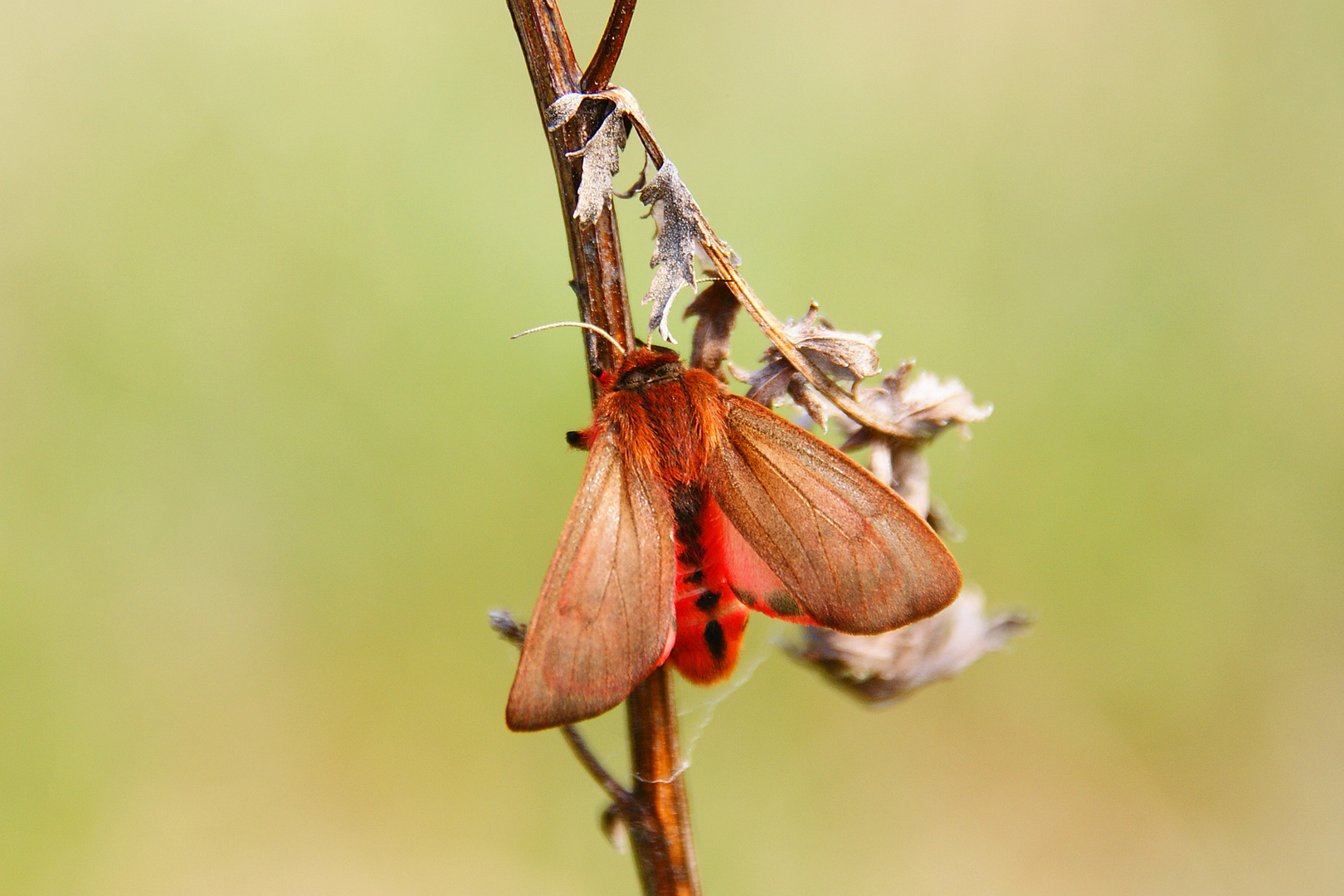 Zimtbär (Phragmatobia fuliginosa)