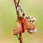 Zimtbär (Phragmatobia fuliginosa)