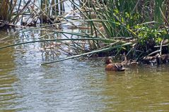 Zimtenten - Cinnamon Teal (Anas cyanoptera)