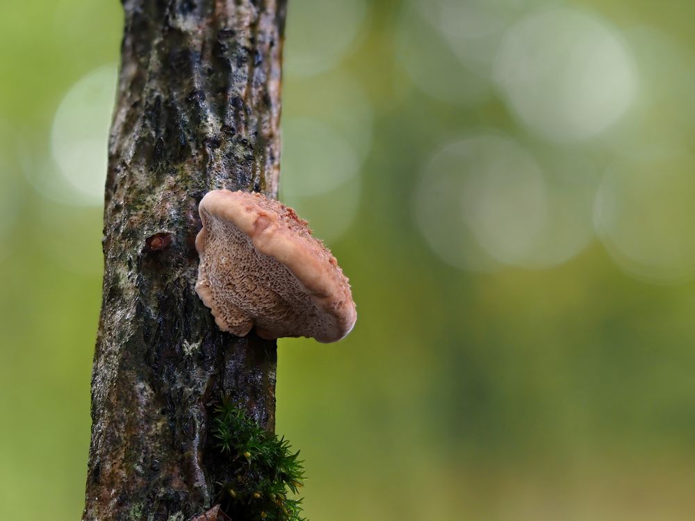 Zimtfarbener Weichporling (Hapalopilus nidulans)