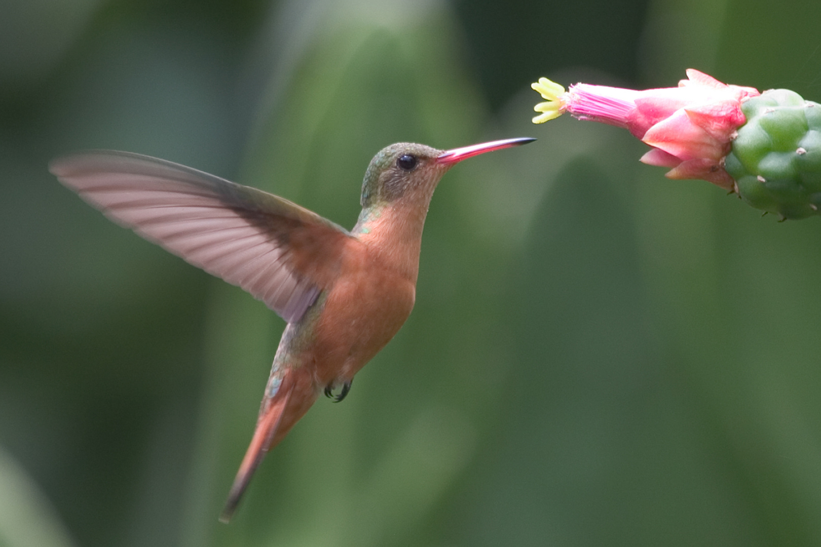 Zimtkolibri (Amazilia rutilia)