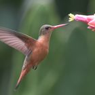 Zimtkolibri (Amazilia rutilia)