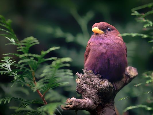 Zimtracke (Zimtroller)