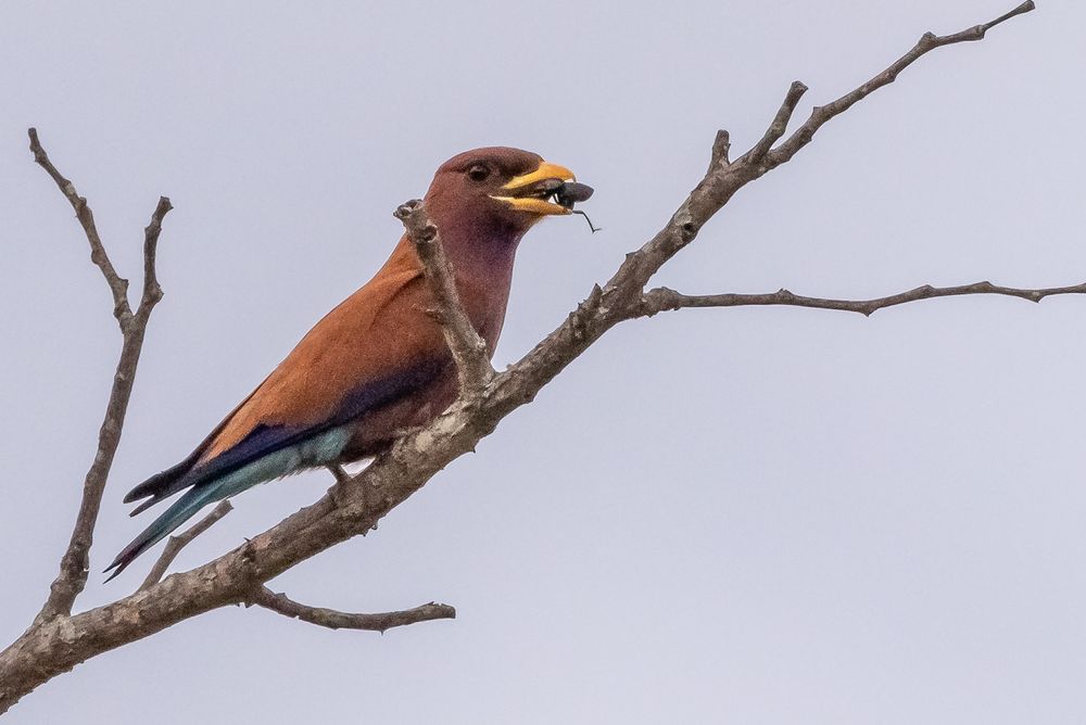 Zimtroller - Broad-billed Roller (Eurystormus glaucurus)