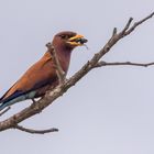 Zimtroller - Broad-billed Roller (Eurystormus glaucurus)