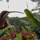 Zimtroter Schattenkolibri