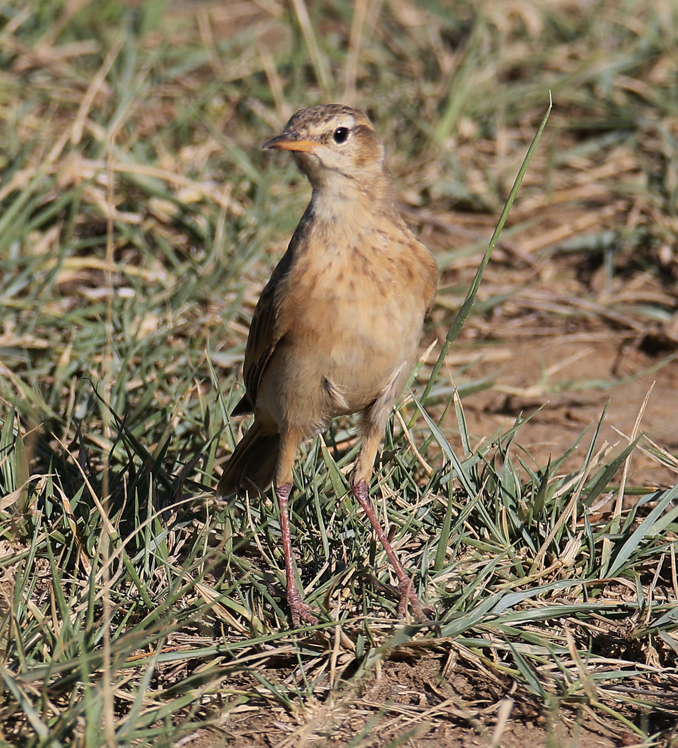 Zimtspornpieper - Anthus cinnamomeus