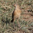 Zimtspornpieper - Anthus cinnamomeus